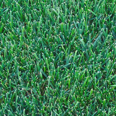 Kentucky Bluegrass