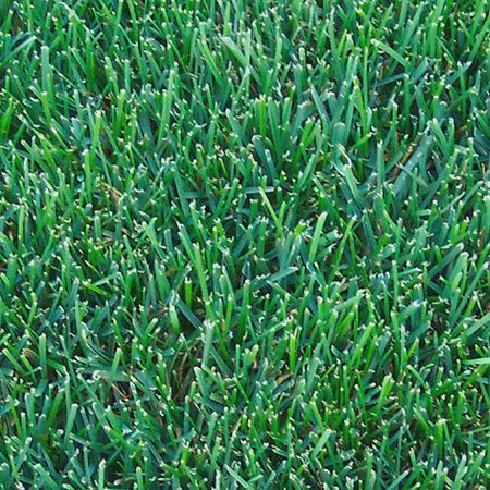 Kentucky Bluegrass, Size: 50lbs
