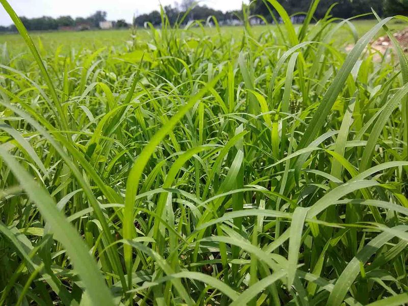 Perennial Ryegrass