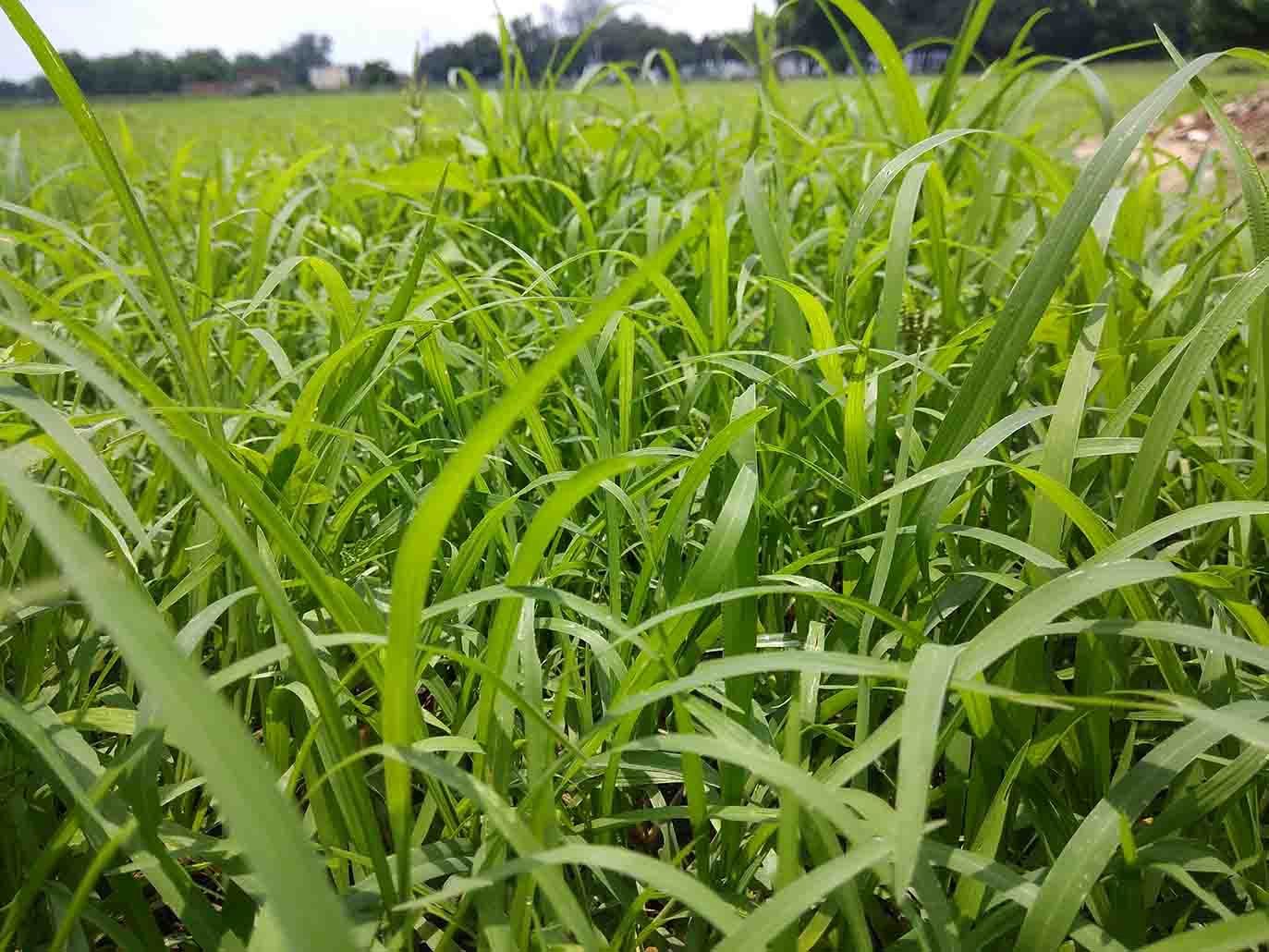 Perennial Ryegrass, Size: 5lbs