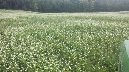 Buckwheat