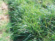 Kentucky 31 Tall Fescue