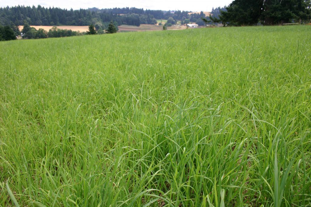 Orchard Grass- Persist, Size: 5lbs