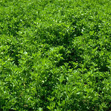 Vernal Alfalfa