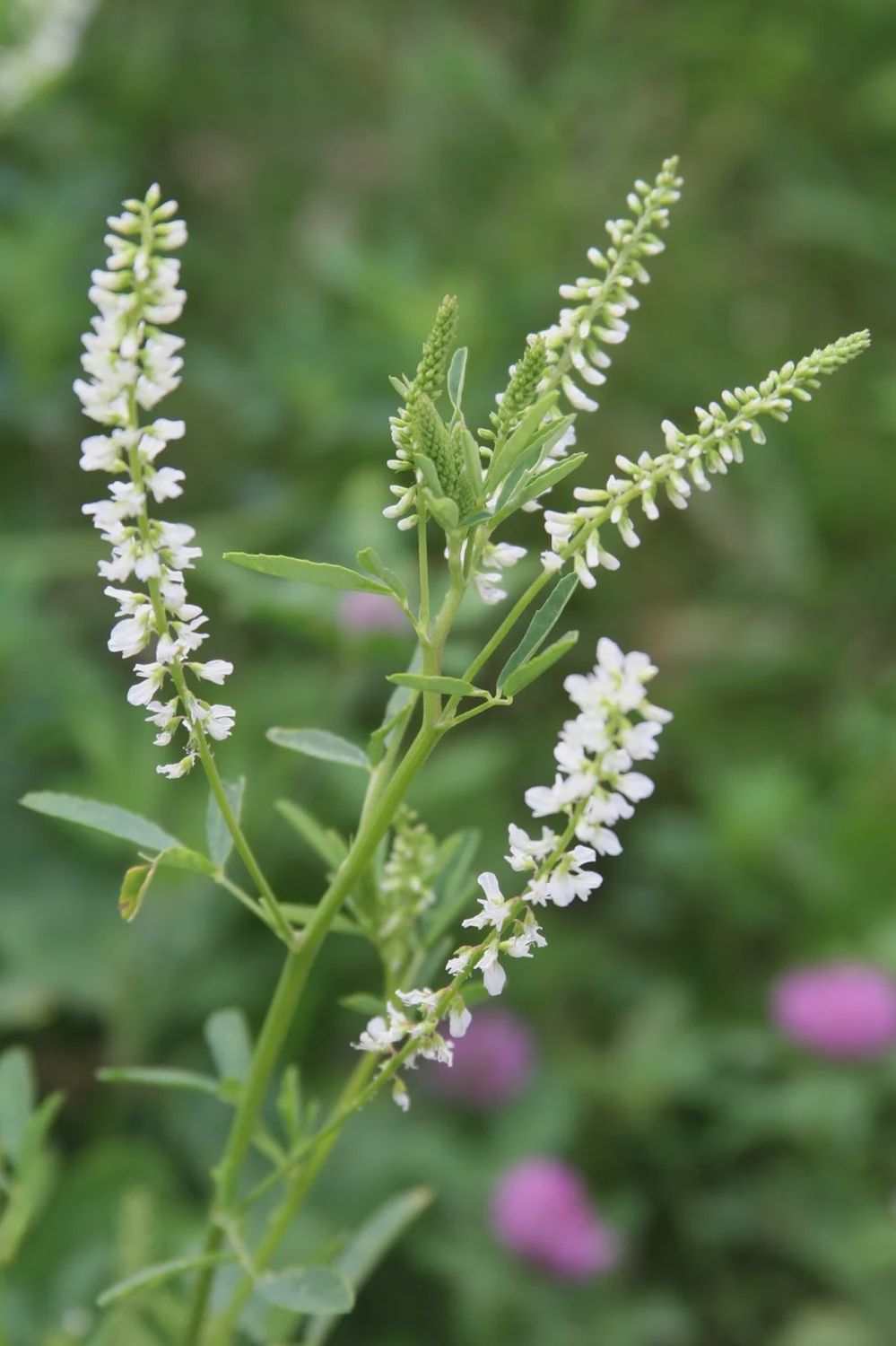 White Blossom Sweet Clover