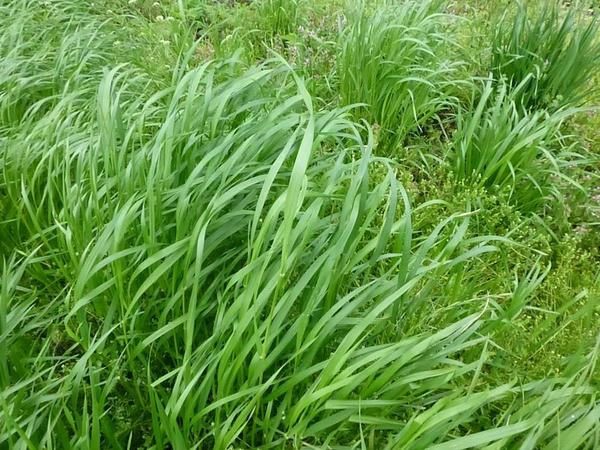 Annual Ryegrass
