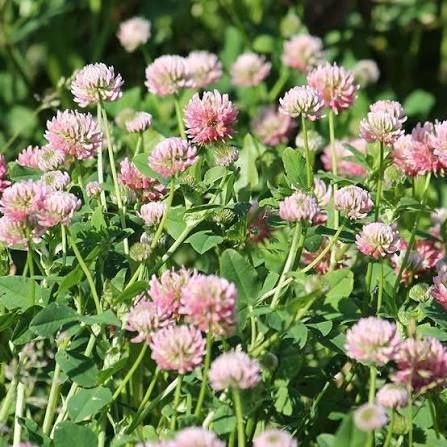 Alsike Clover Seed