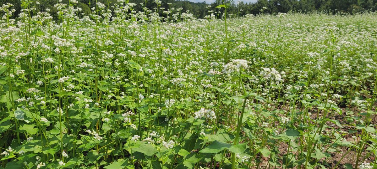 Koto Buckwheat Seed