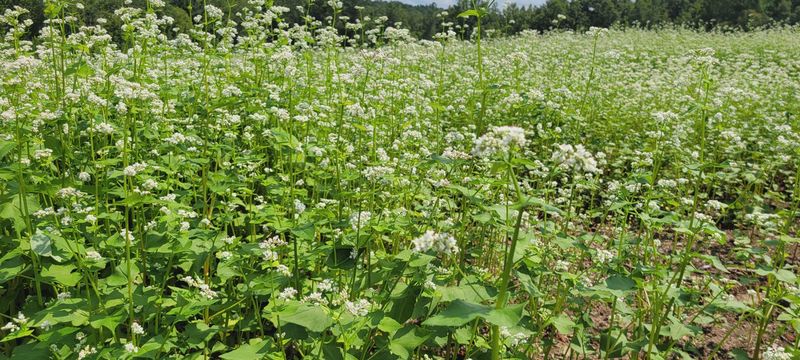 Koto Buckwheat Seed