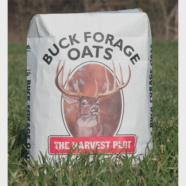 Buck Forage Oats