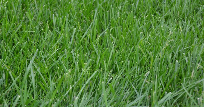 Kentucky 31 Tall Fescue