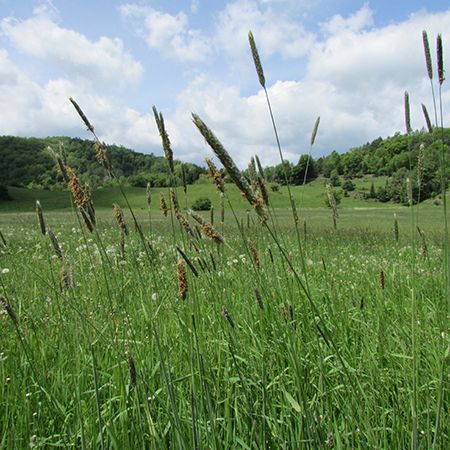 Climax Timothy Seed