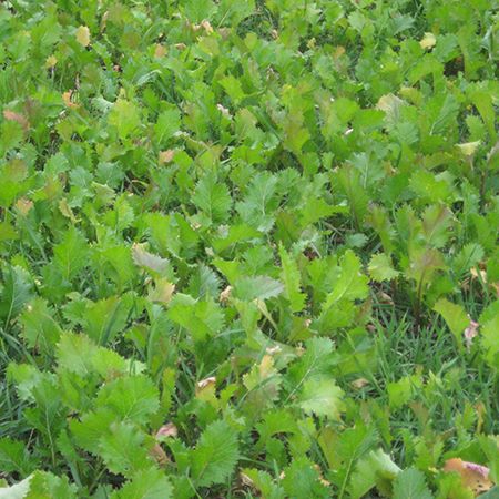 Jackpot Forage Turnip Seed