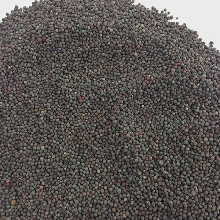 Rapeseed - Dwarf Essex