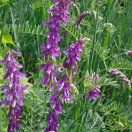 Hairy Vetch Seed