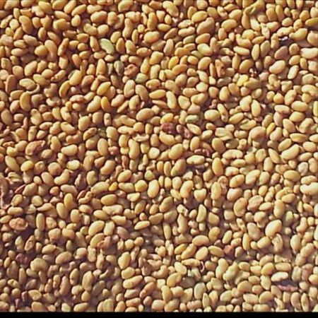 Vernal Alfalfa Seed