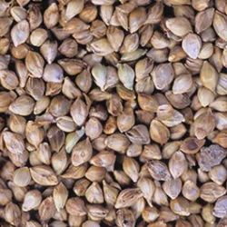 Japanese Millet Seed