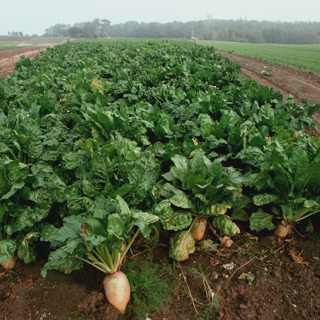 Sugar Beets