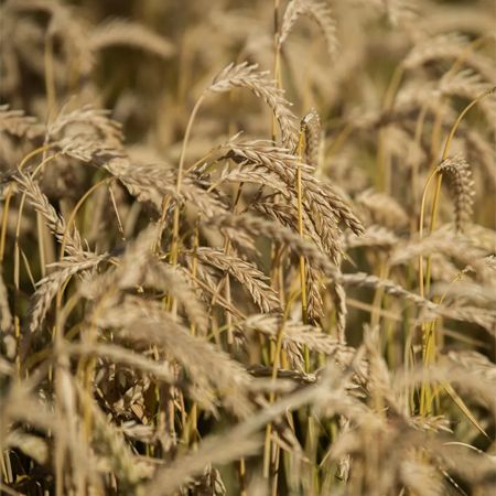 Spring Barley Seed