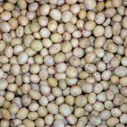 Soybeans - Late Season