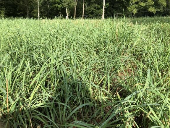 Persist Orchargrass