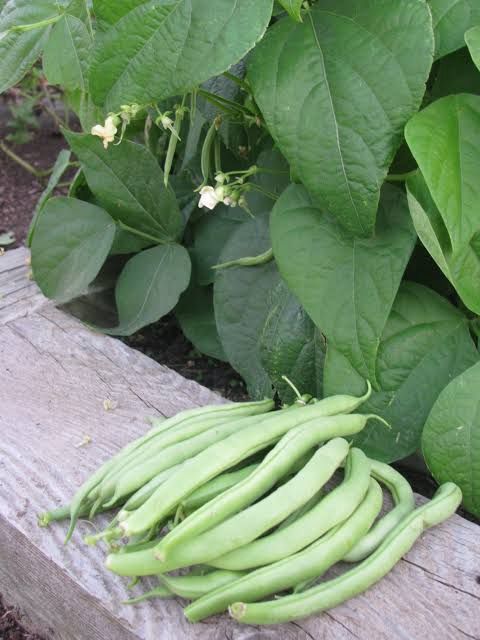 Top Crop Bush Bean - 1/4LB