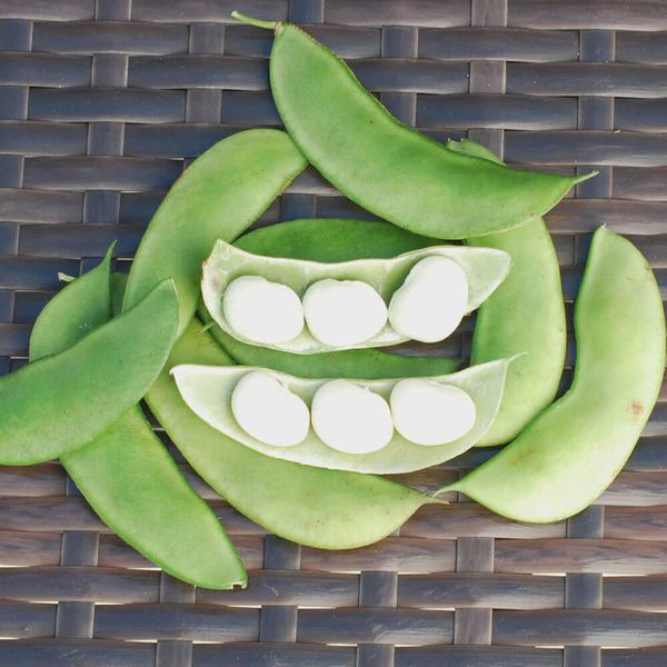 Henderson Bush Lima Bean - 1/2LB