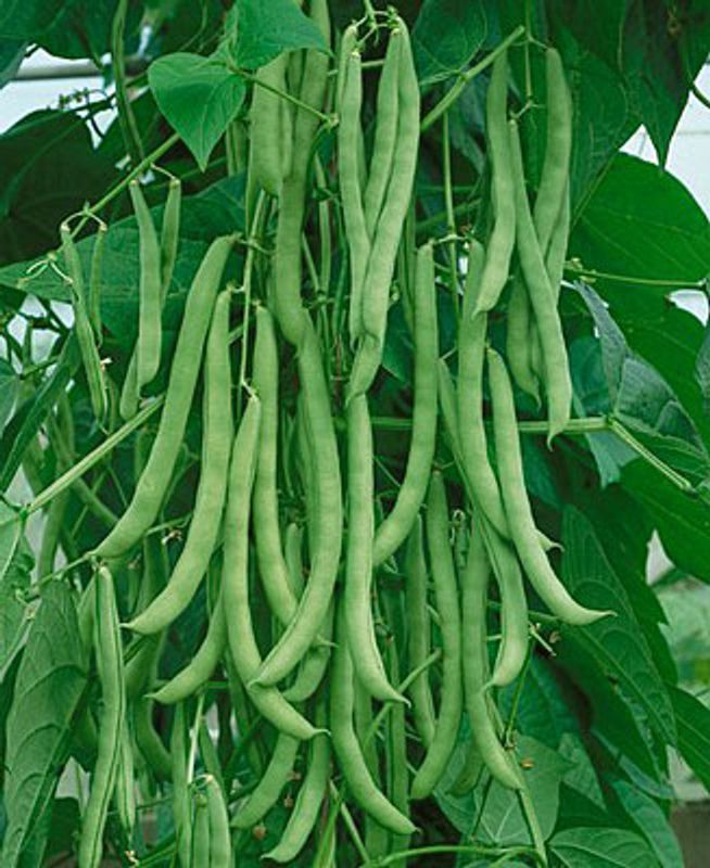Kentucky Wonder Pole Bean - 1/4LB