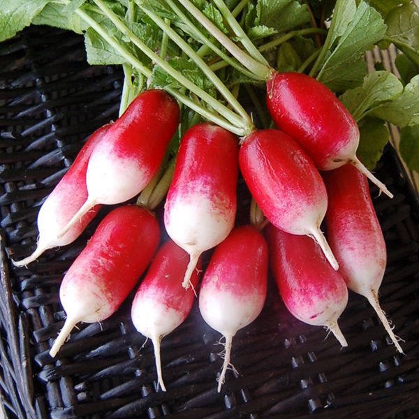 Radish, French Breakfast - BDipper