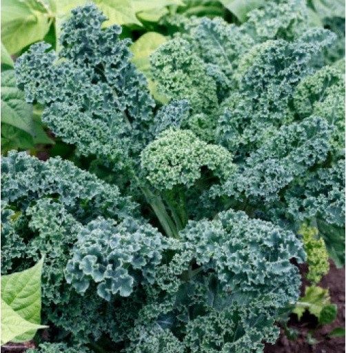 Kale, Dwarf Blue Curled Vates (A) - 4oz