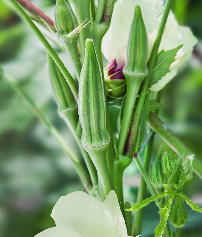 Okra, Clemson Spineless - 1oz