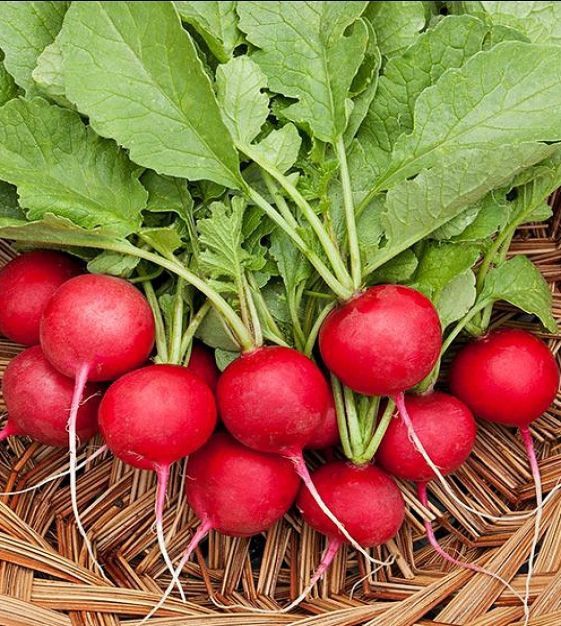Radish, Cherry Belle - 1oz