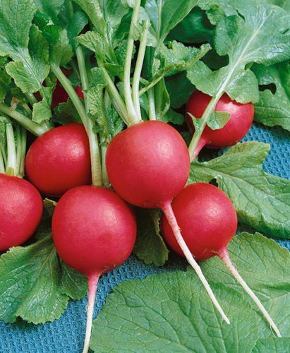 Radish, Crimson Giant - BDipper