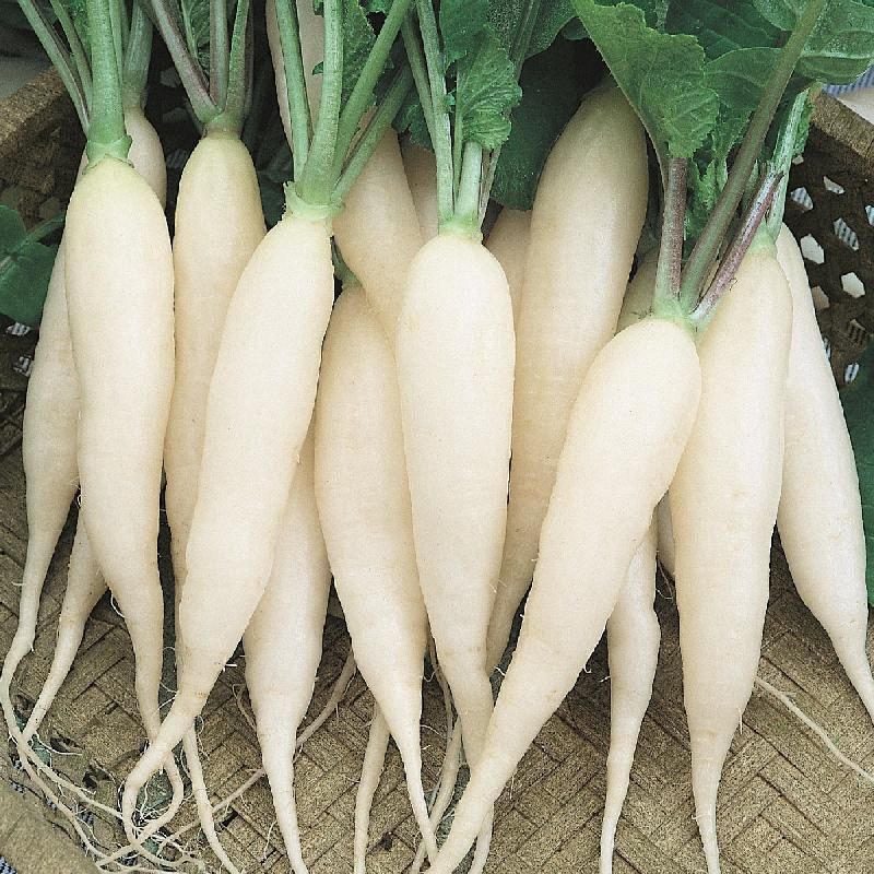 Radish, White Icicle - BDipper