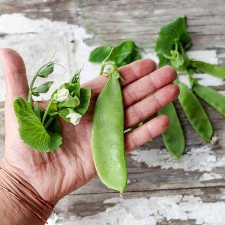 Sugar Pea, Oregon Giant - 1/4LB