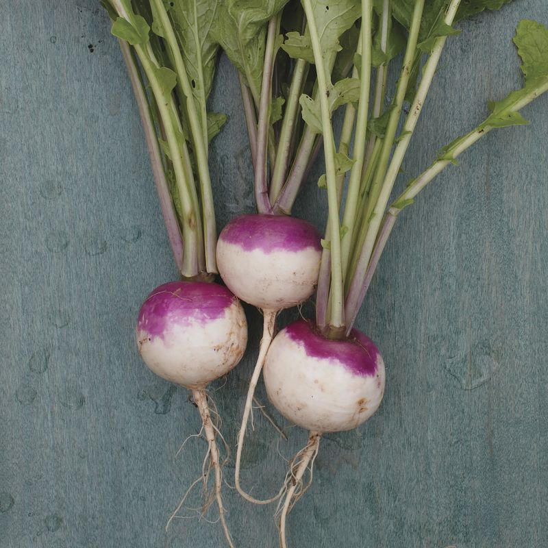 Turnip, Purple Top White Globe - 1LB