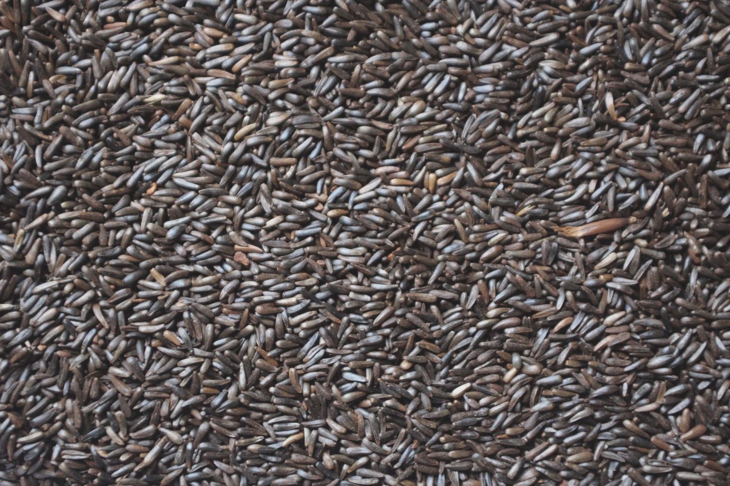 Thistle / Nyjer Seed - 50LB