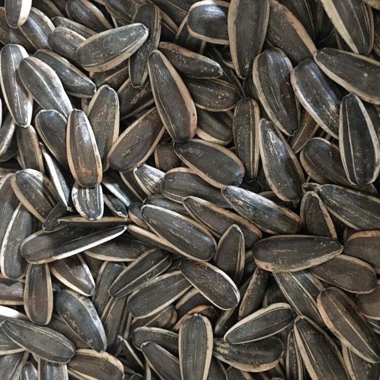 Stripe Sunflower - 5LB