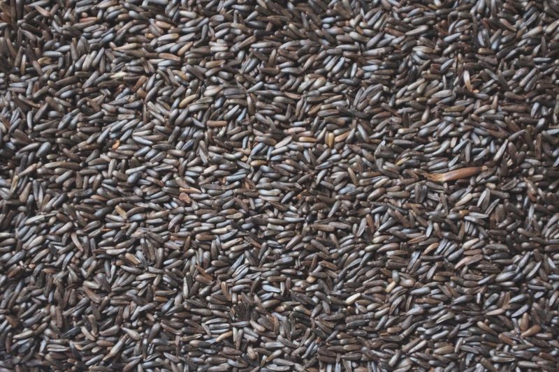 Thistle / Nyjer Seed - 10LB