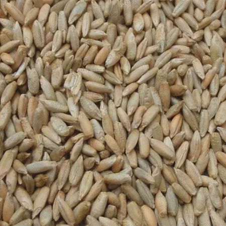 Winter Rye (Cereal Rye)