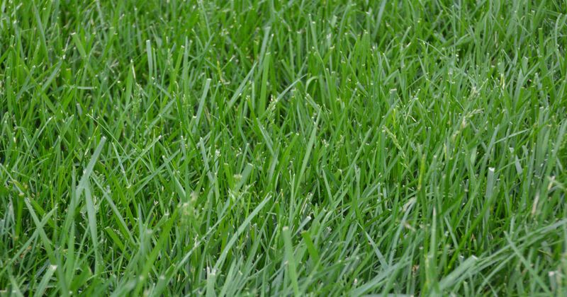 Kentucky 31 - Tall Fescue