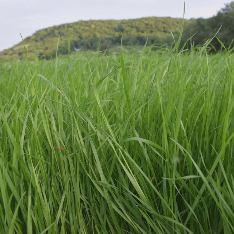 Annual Ryegrass