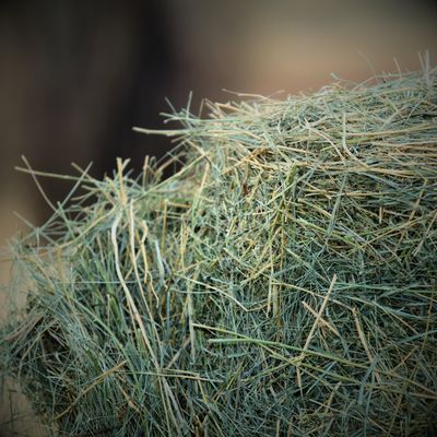 Hay Cubes