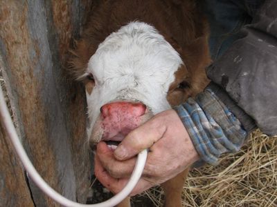 Milk Replacer &amp; Colostrum