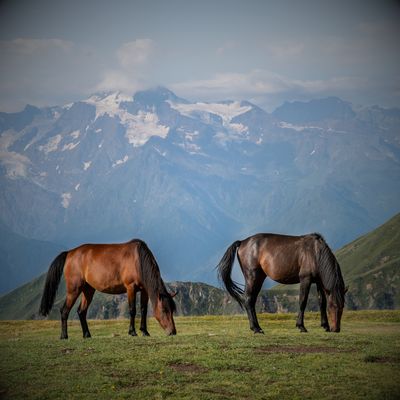 Equine Feed &amp; Supplements