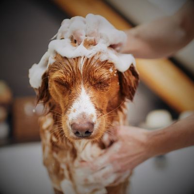 Grooming