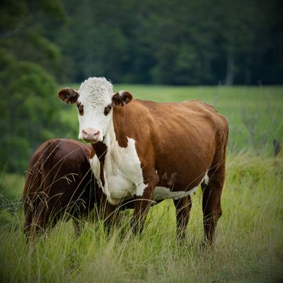 Cattle Feed
