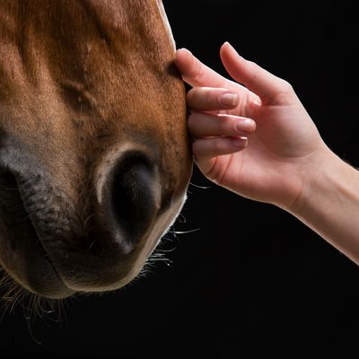 Animal Health