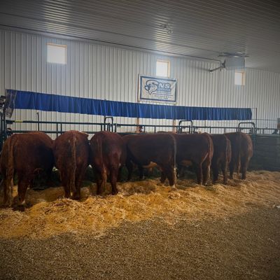 Livestock Show Supplies