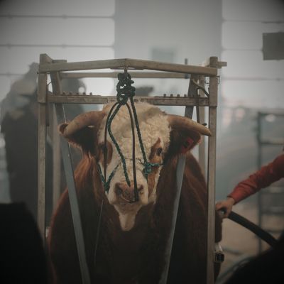 Livestock Grooming